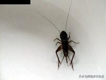 蟋蟀可以卖多少钱一只最便宜的,一个普通蟋蟀能卖多少钱