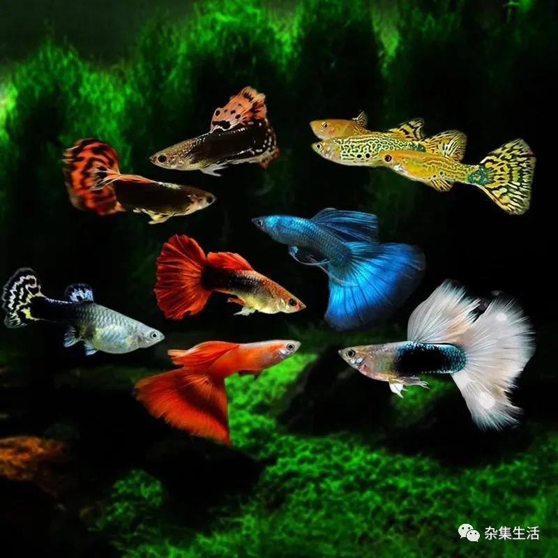 热带观赏鱼哪种容易养,热带小型观赏鱼饲养难易程度排名