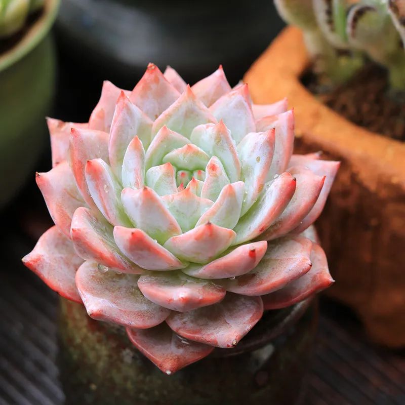 有暗纹的多肉有哪些,暗纹系多肉有哪些