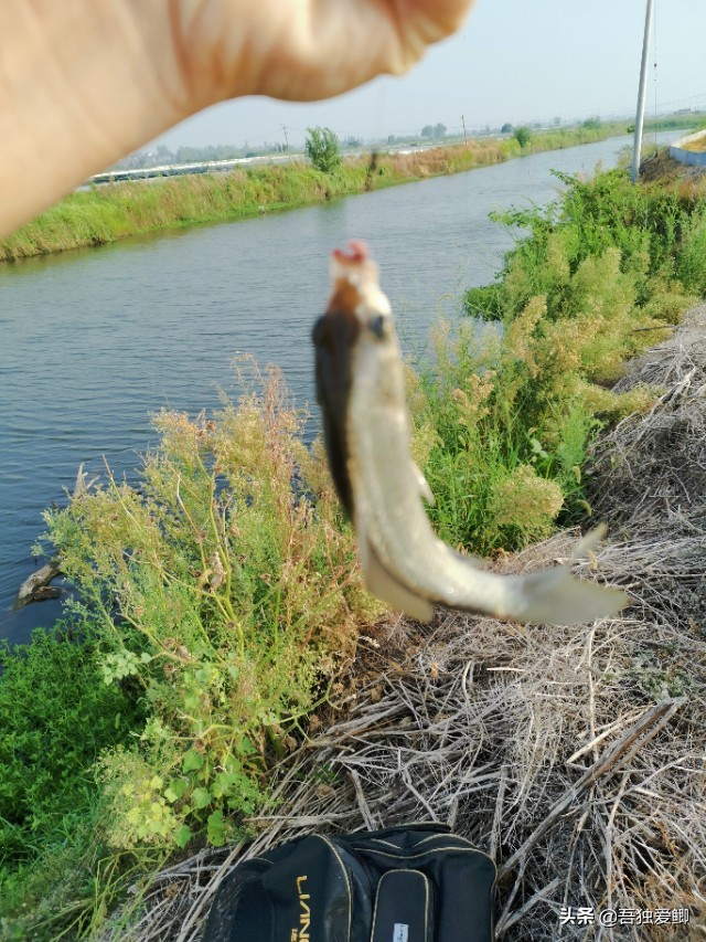 为什么大板鲫吃口很轻,大板鲫一般多少度吃口