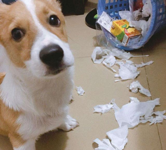 狗狗爱翻垃圾桶怎么训练,狗狗翻垃圾桶怎么纠正