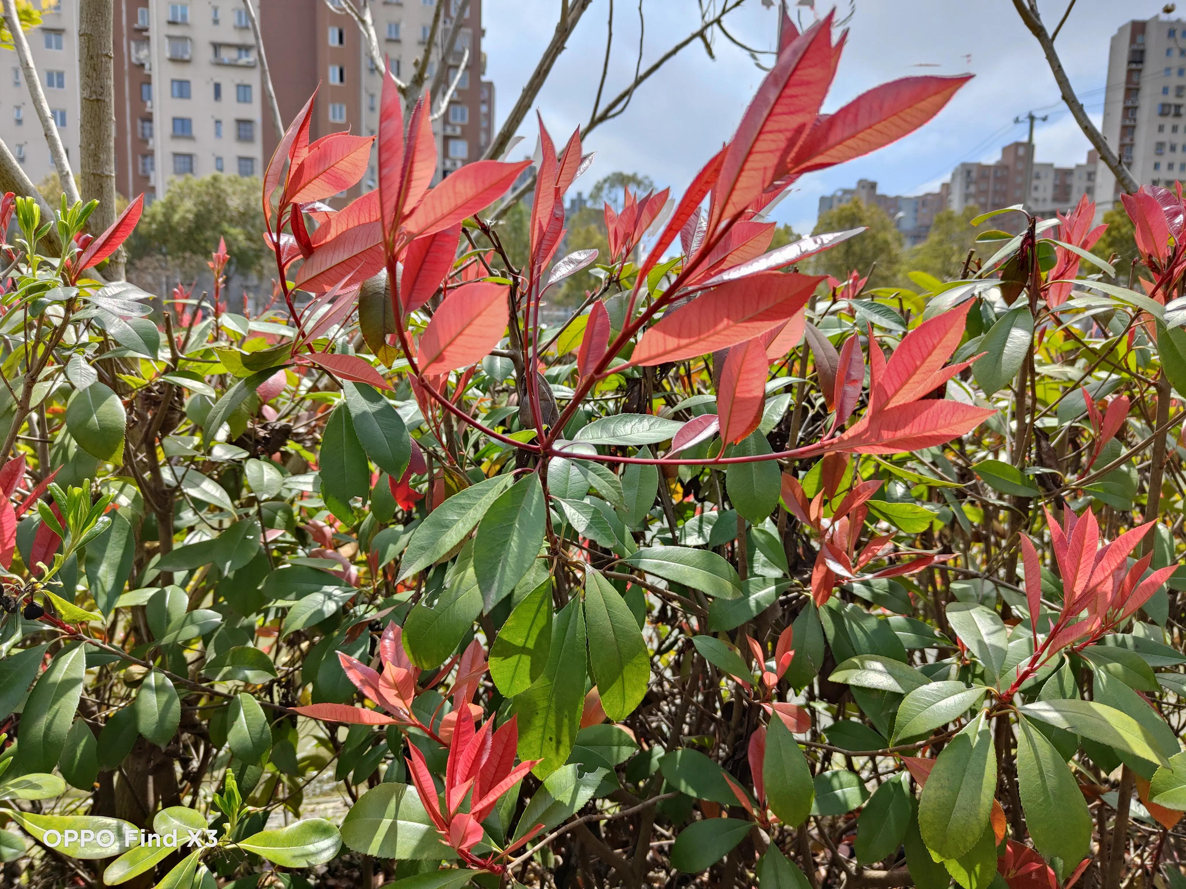 oppofindx3与三星s21,oppofindx3和三星s21哪个拍照好