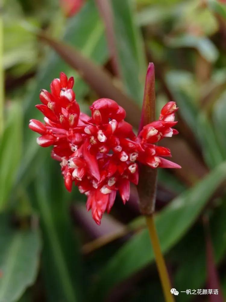 紫背竹芋卧花竹芋,紫背竹芋图片和名称