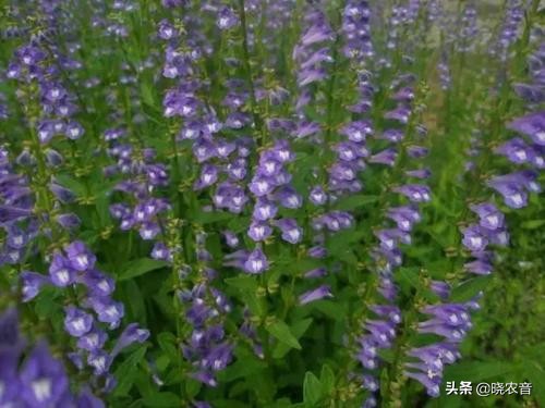 半枝莲的价格,半枝莲种植成本和利润