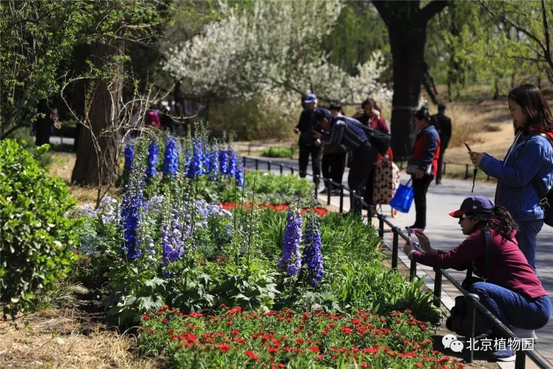 中国科学院植物研究所北京植物园,北京植物园有牡丹花还有什么花