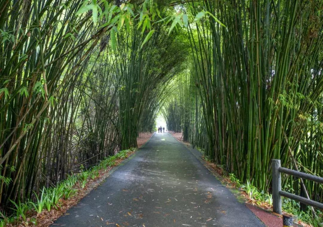 乐山市生态文明,庆祝新中国成立70周年特辑宣讲