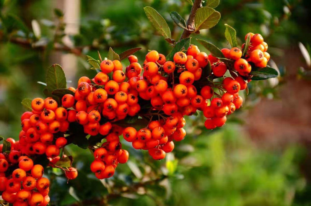江西农村才有的31种正宗野果,农村100种野果图片带名称大全