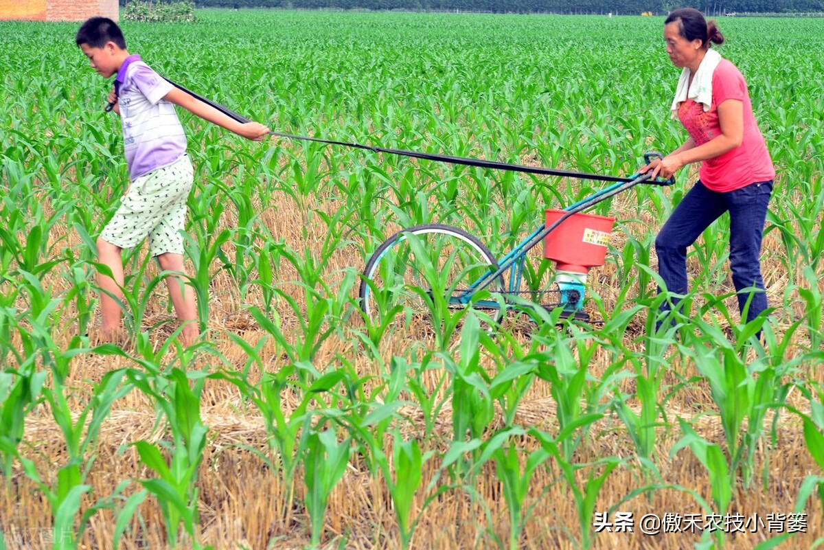 不同种类氮肥特点及施用方法,氮肥施用方法及注意事项有哪些