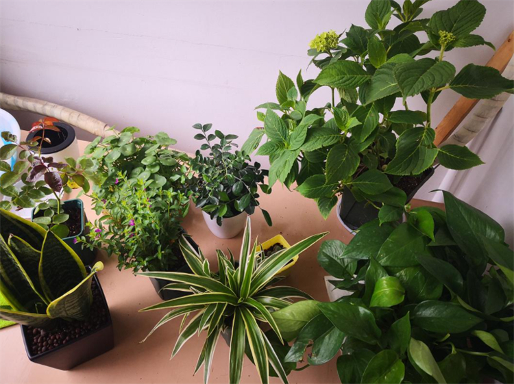 农家沤肥的简单方法,在家沤液肥新手教程