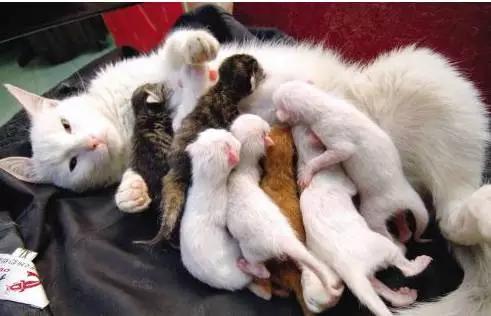 怎么判断猫咪怀孕了还是假孕,怎样判断猫咪是否怀孕初期症状