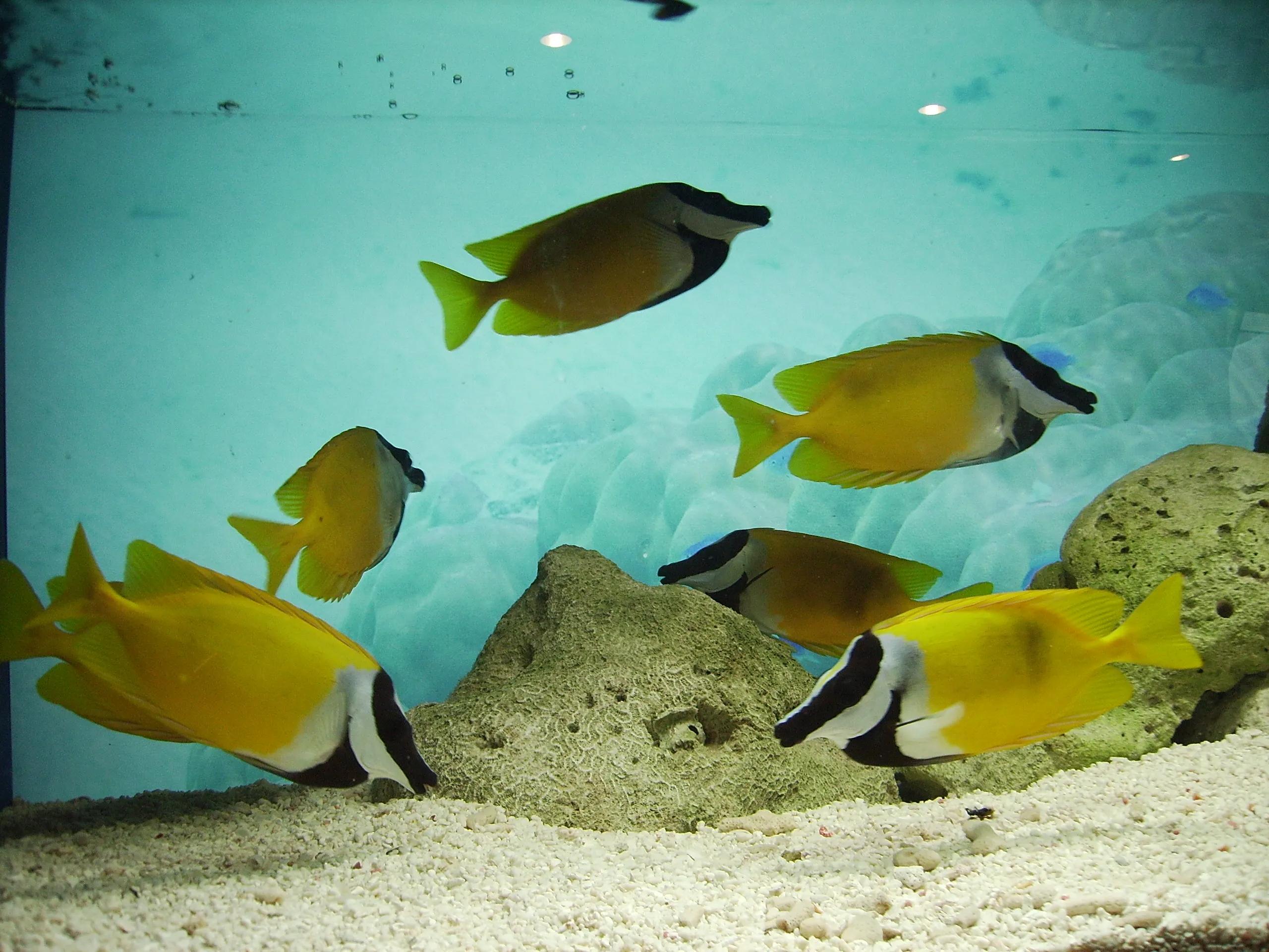 上海迪士尼锦江之星,上海迪士尼乐园冰河世纪