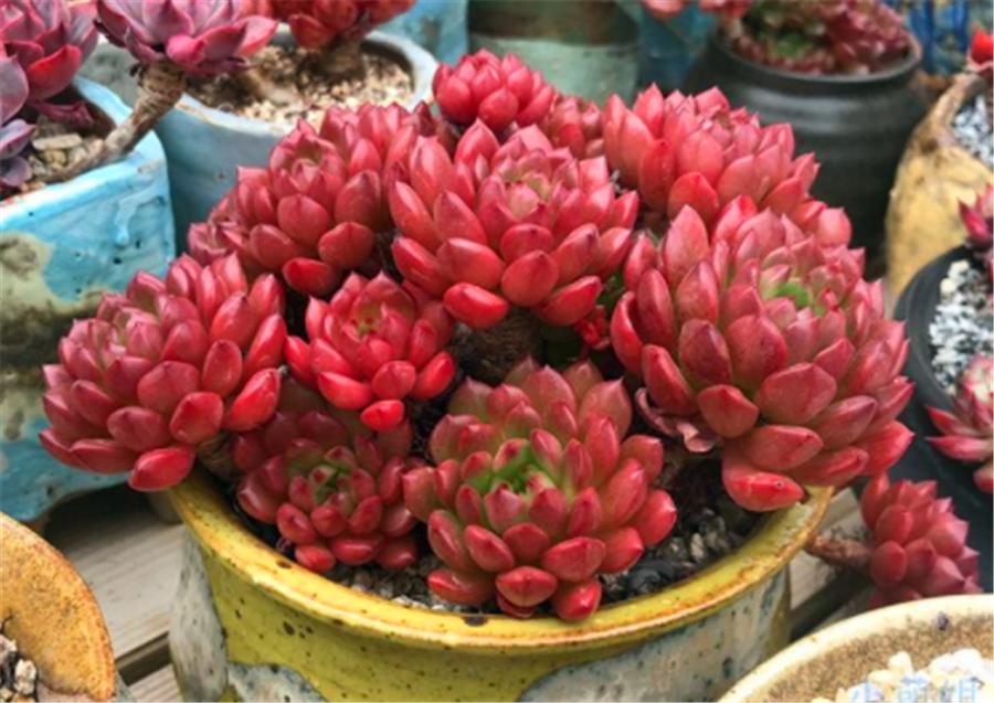 红宝石的养殖方法及修剪,圆叶红宝石怎么养长得快