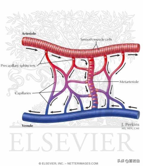 集细流至江海，改善血液微循环，六种方法助你扬帆起航