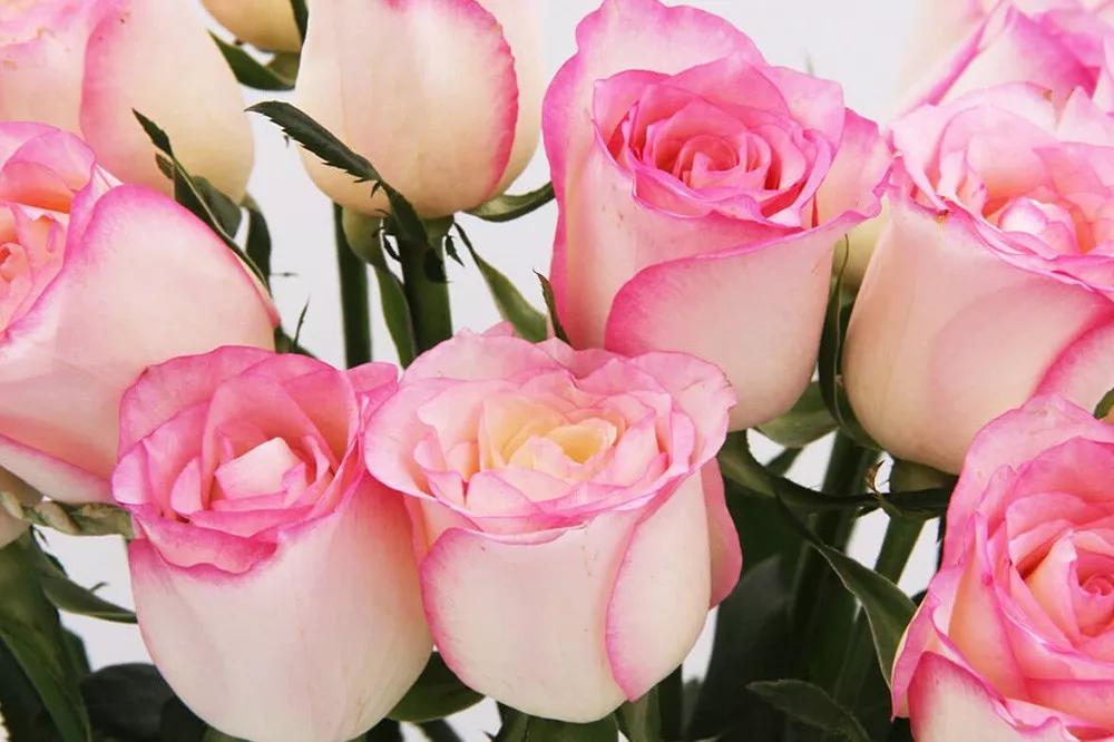 花店常用玫瑰花品种大全,一篇文章带你认识三亚40种花