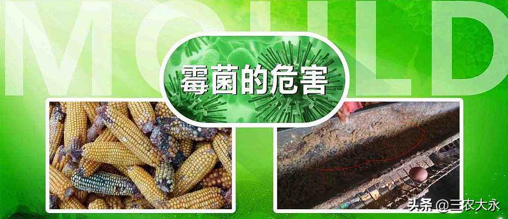 霉菌对鸡有什么作用呢,霉菌对鸡的影响