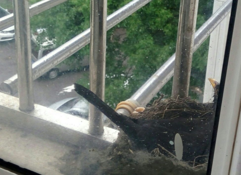 乌鸫鸟归巢的叫声视频,乌鸫归巢