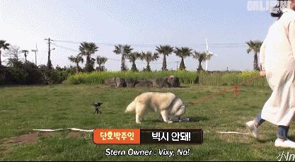 二哈为什么变瘦了,二哈太胖了必须要减肥