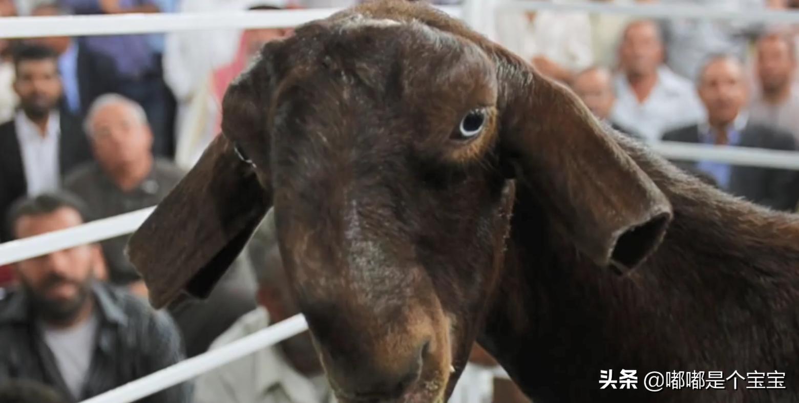 最恐怖的五种杂交生物,科学家搞出来的神奇杂交物种