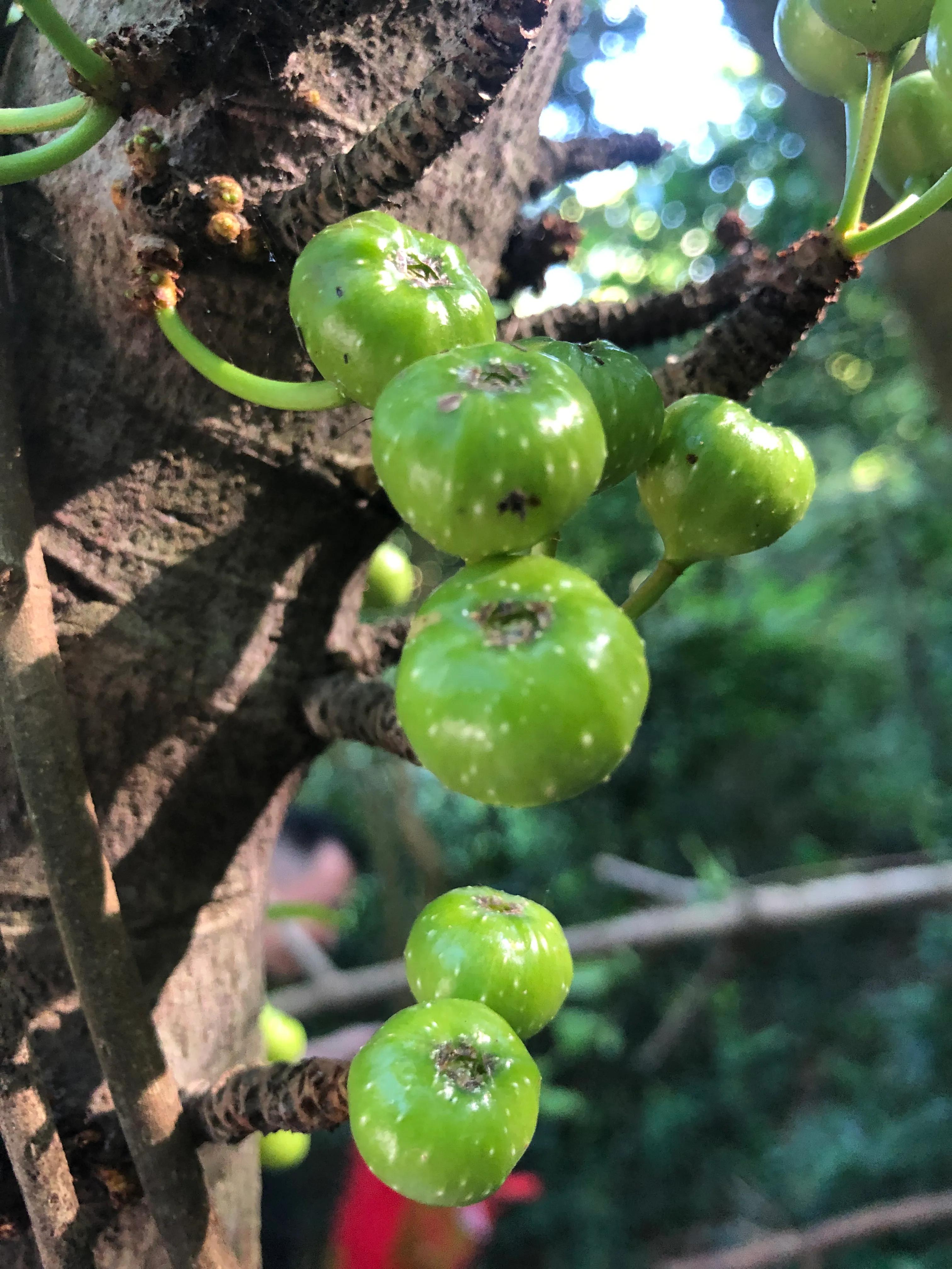 娣卞北鑰佹灄閲庤彍妞嶇墿,鍘诲璁垮北闂寸殑閲庣敓鏈崏妞嶇墿