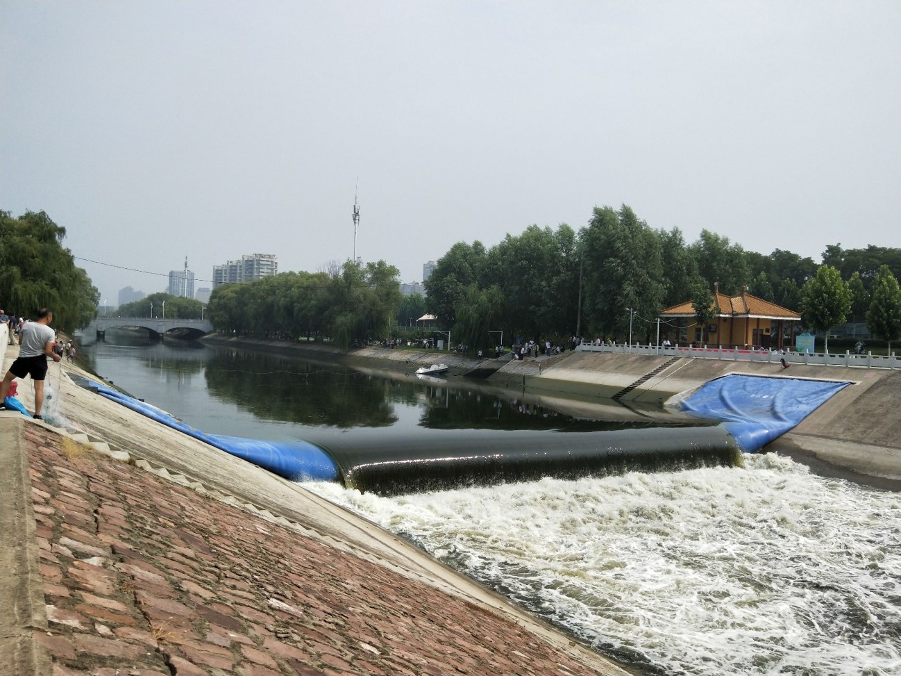 早上河道鱼浮头,河边闸门口出现大量鱼全部浮头