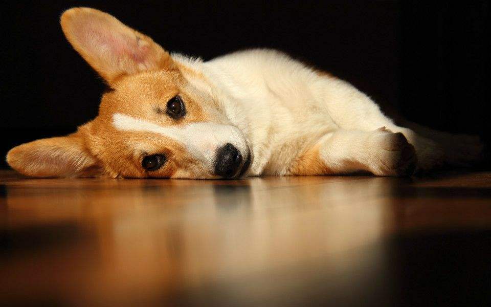 铲屎官的烦恼,铲屎官的烦恼金毛