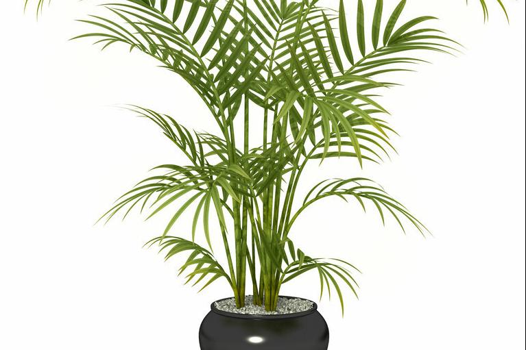 小叶凤尾竹变黄干叶怎么办,凤尾竹干枯了怎么打理