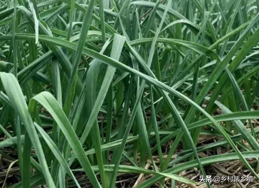 如何种出大个大蒜,怎样种大蒜蒜头才能长大