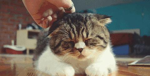 猫咪过度舔舐挠痒怎么办,猫咪过分挠猫砂