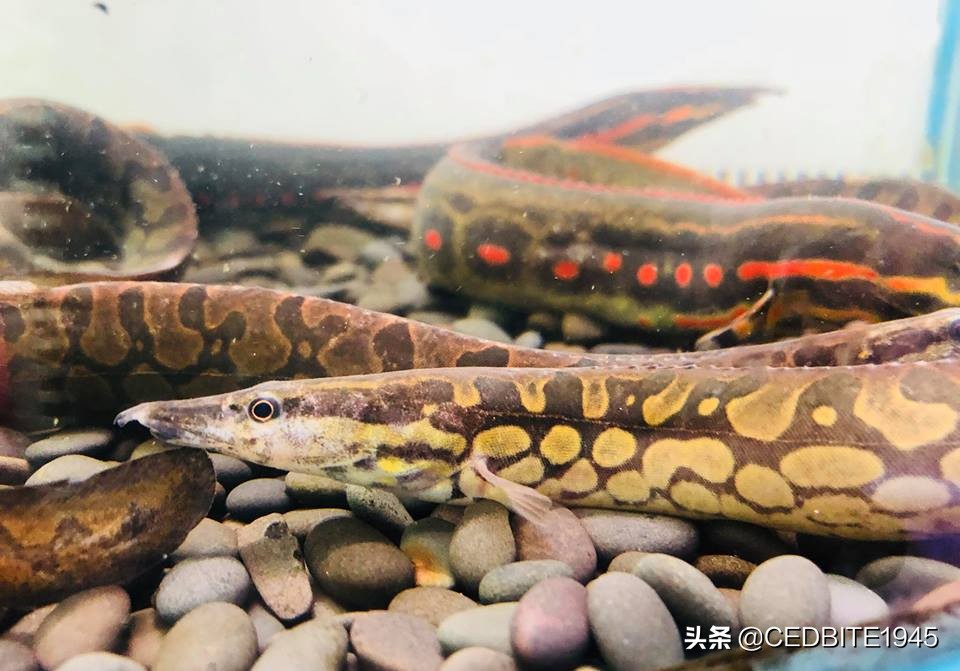 有趣的鱼——罕见的轮胎龙和常见的伪轮胎龙(大刺鳅)