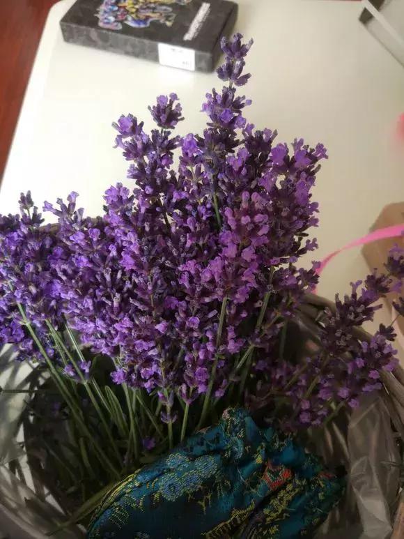 冬季助眠好养的花,什么花最好养又有助睡眠