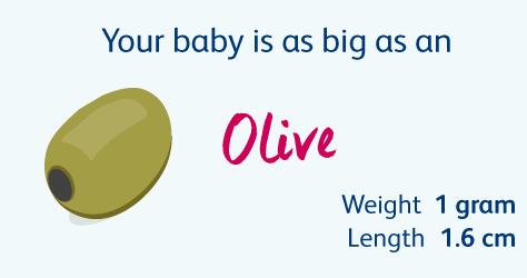 怀胎十月，胎儿悄悄长大，孕妈慢慢变胖，几张图片诠释发育过程