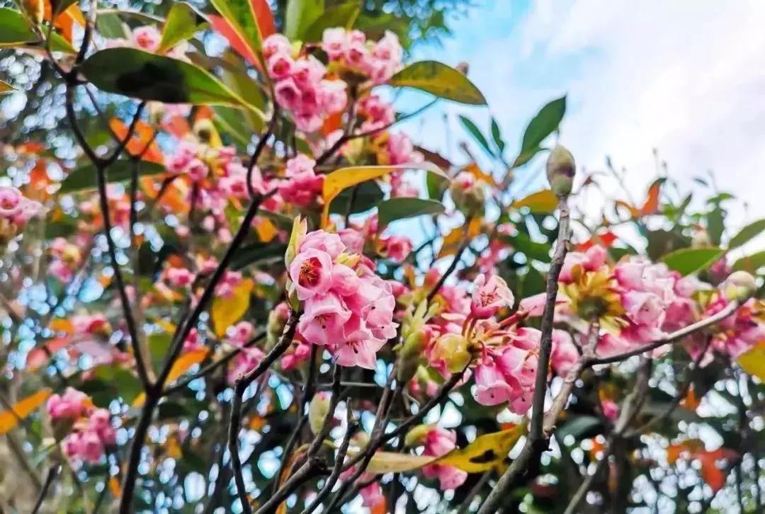 深圳适合春游的地方推荐及理由,深圳不可错过的游玩地方