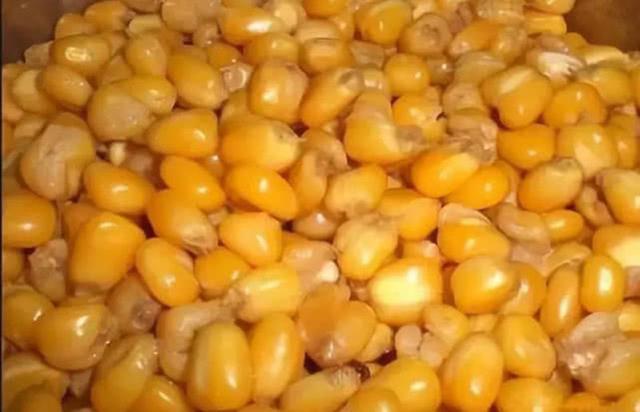 哪些鱼会吃玉米饵料,为什么钓鱼人喜欢用玉米呢