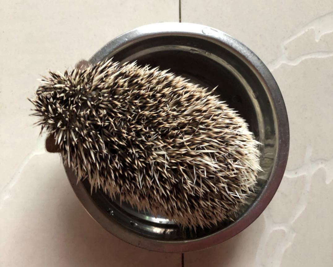 快给非洲迷你刺猬咬吧！咬了涂刺就算征服它了？小心被白咬了