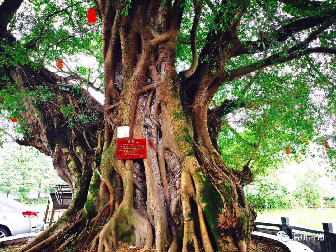 千年古村平阳县鸣山村古城夜景,平阳昆阳鸣山古村落