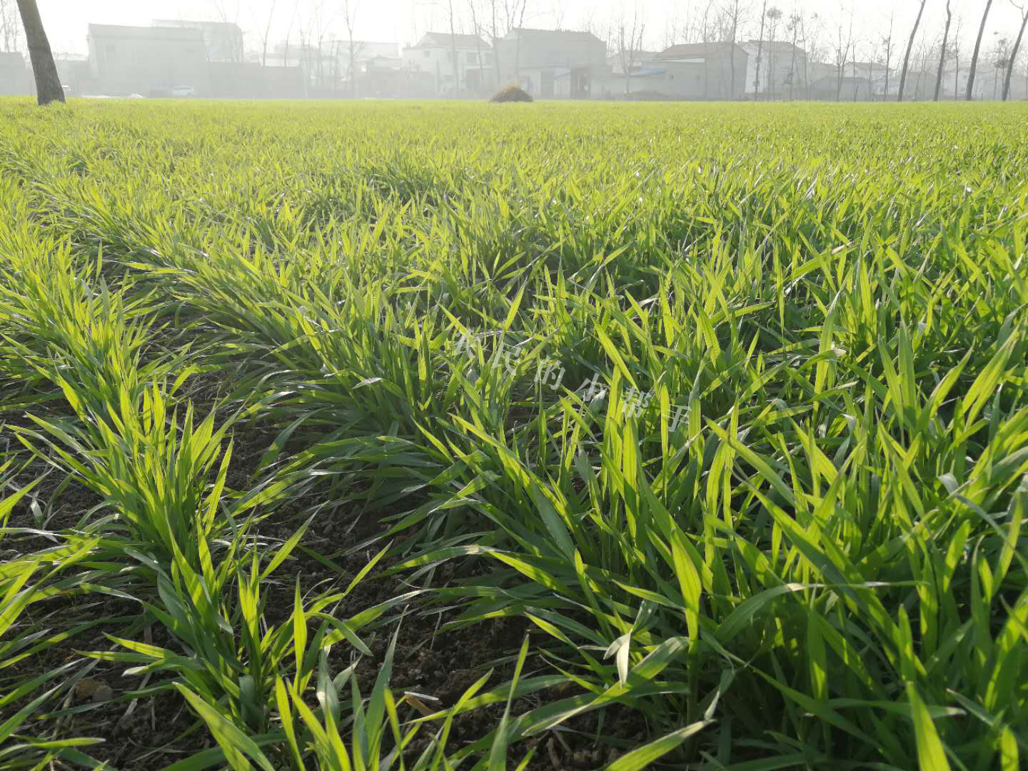 小麦返青慢的原因,小麦种子出芽慢是怎么回事