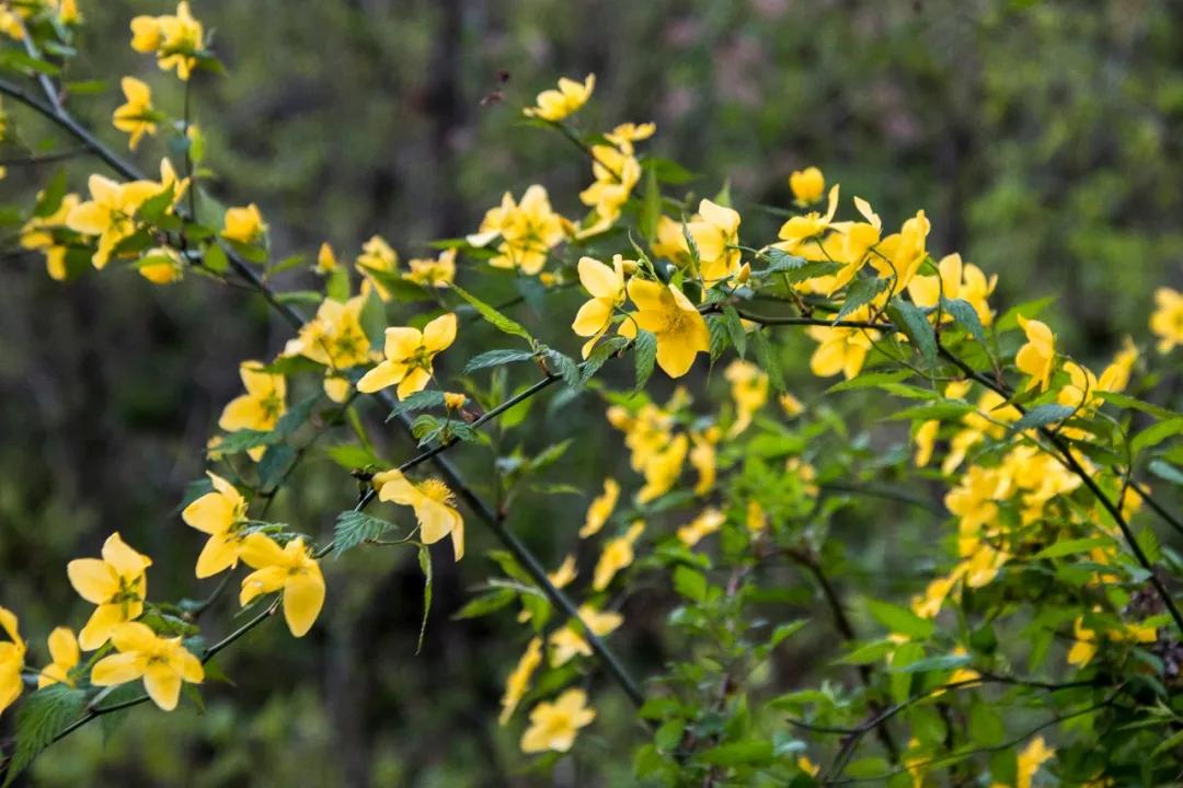 陕西秦岭最美的小城在哪里,秦岭深处的小县城暗藏着绝美秋色