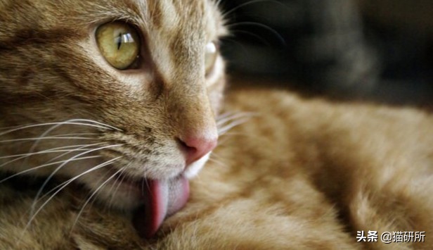 猫咪每天都要舔我脸,猫咪每天要舔自己800次