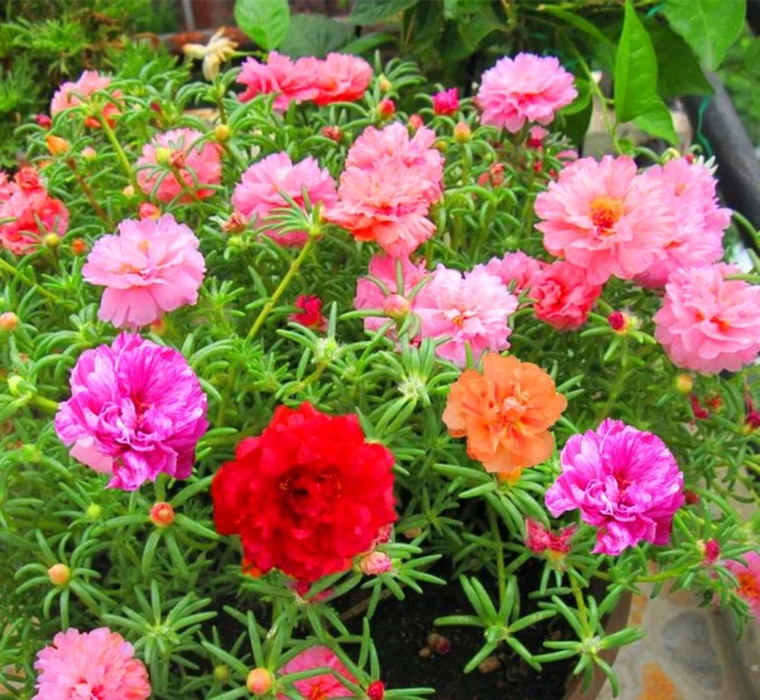 好养的盆栽花卉大全,人养花花