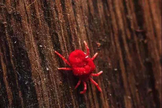 螨虫叮咬传播疾病,尘螨叮咬怎么治疗