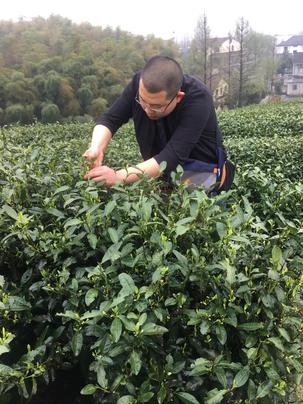 如何挑选西湖龙井茶,杭州西湖龙井茶价格