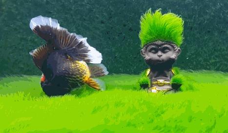 金鱼缸清理粪便藻类养什么,金鱼缸怎么快速长绿苔