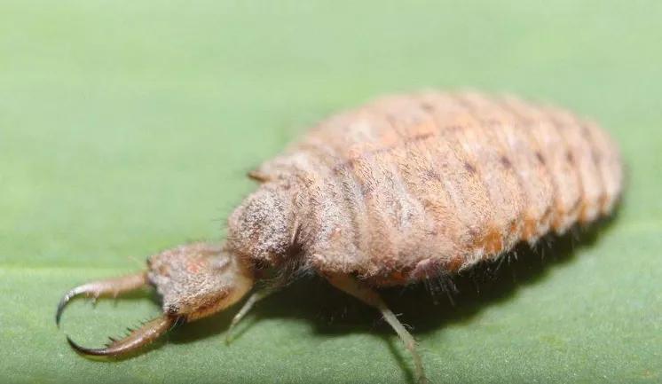 地牯牛虫收购多少钱一斤,地牯牛多少一斤