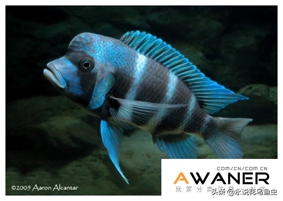 慈鲷品种及图片,慈鲷科都有哪些厉害的品种