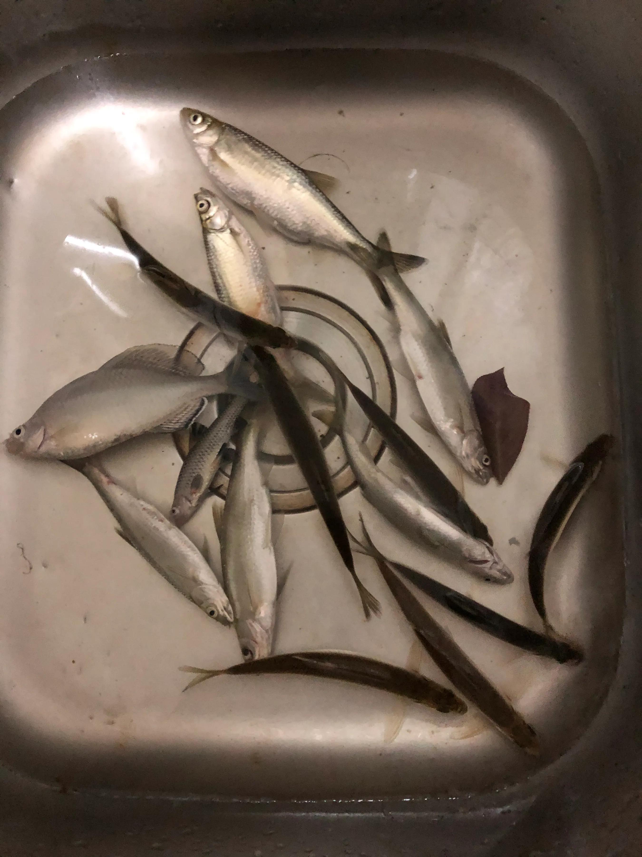 化氏野钓经典老三样,暮春钓鱼老三样配比