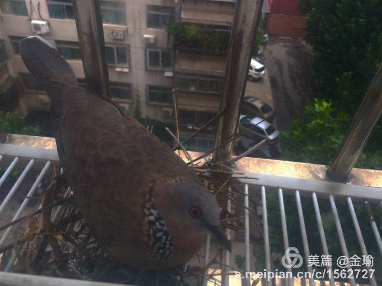 四只小鸟的故事视频,四只白鸟的故事