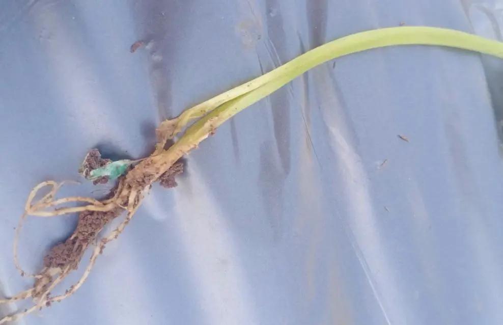 发现枯死树木如何处理,果树定植用什么防根腐