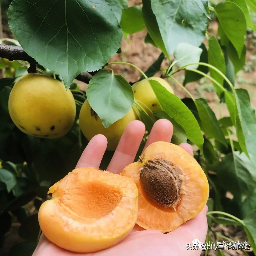 好物知时节的橱窗,好物知时节长春