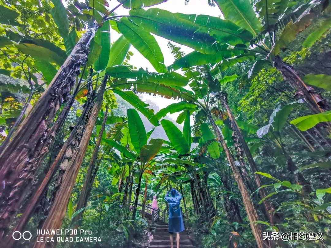 赤水大瀑布 侏罗纪公园 (世界唯一保留的侏罗纪原始公园)