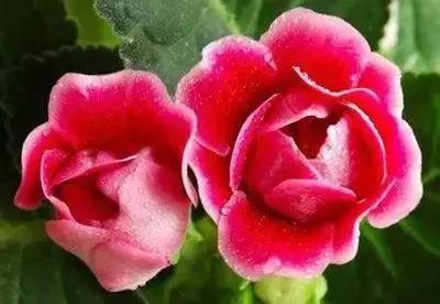 100种花的英文和花语是什么,100种花的花语以及送花礼仪分享